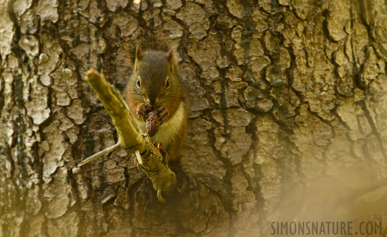 Tamiasciurus hudsonicus [400 mm, 1/125 sec at f / 8.0, ISO 2500]